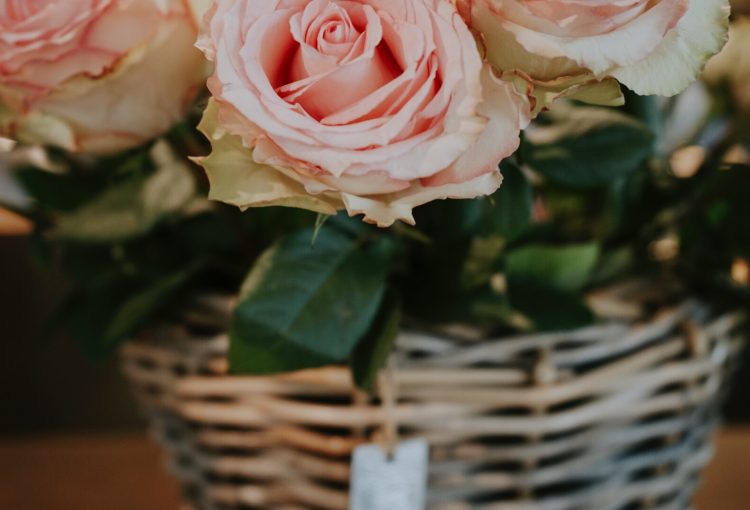 rose rose